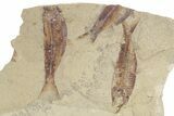 Fossil Fish (Gosiutichthys) Mortality Plate - Wyoming #357153-1